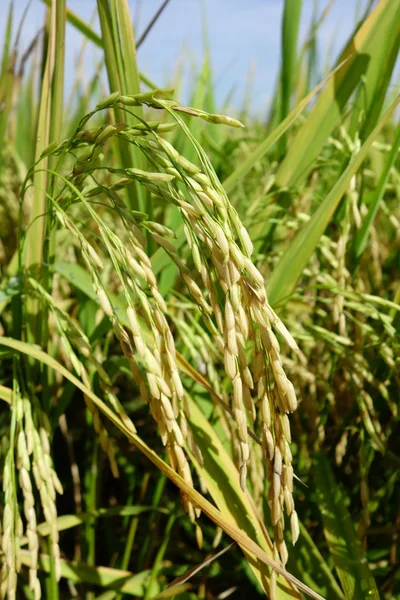 Cereali di riso maturi in Asia prima del raccolto — Foto Stock