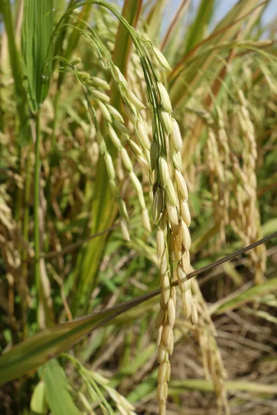 收获前亚洲成熟稻粒 — 图库照片