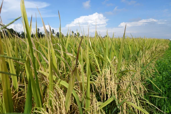 Спелое рисовое поле готово к сбору урожая. — стоковое фото