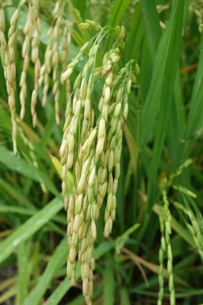 Cereali di riso maturi in Asia prima del raccolto — Foto Stock