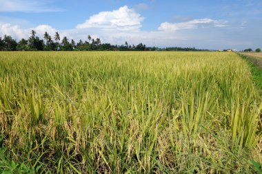 Paddy field with ripe paddy under the blue sky clipart