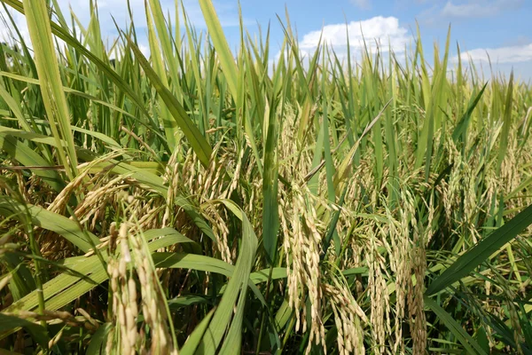 Reisfeld ist reif für die Ernte — Stockfoto