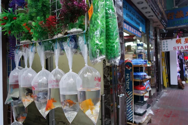 Hong Kong Gold fish market in Tung Choi street — Stock Photo, Image