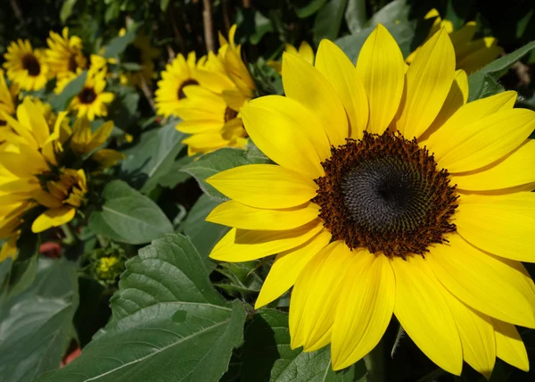 Sunflowers in the field — Stock Photo, Image