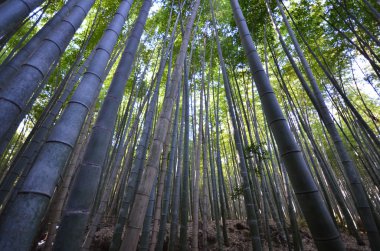 Bambu grove, Bambu Ormanı Arashiyama, Kyoto 