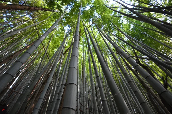 Bamboo grove, bamboo forest at Arashiyama, Kyoto, Japan — Stock Photo, Image