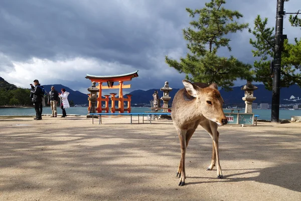 Les touristes visitent le sanctuaire Itsukushima — Photo