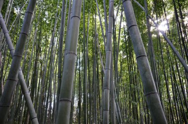 bambu korusu