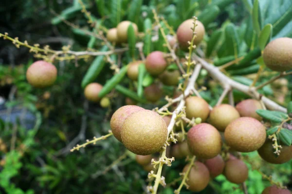 Longan orchards — Stock Photo, Image