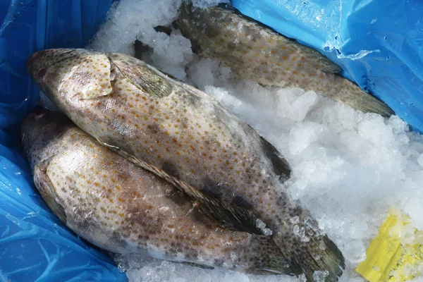 Poisson-mérou frais sur glace — Photo