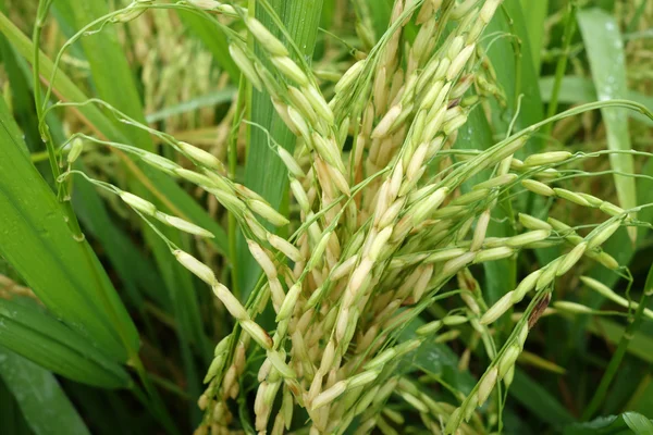 Campo con arroz maduro —  Fotos de Stock