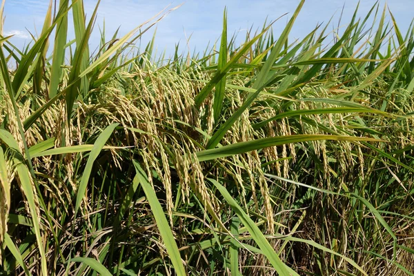 Field with ripe paddy — Stock Photo, Image