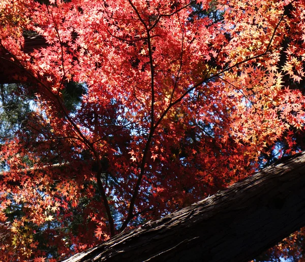 Hojas de arce rojo de otoño — Foto de Stock