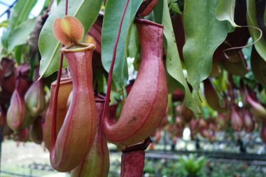 Tropical pitcher plant clipart