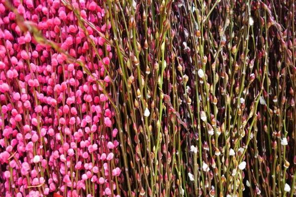 Flores de ciruela en el mercado —  Fotos de Stock