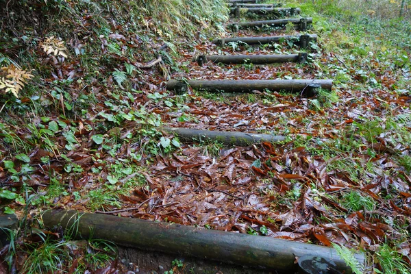 Wooden trunk steps in autumn forest — Stock Photo, Image