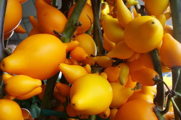 Solanum mammosum creciendo en el jardín — Foto de Stock