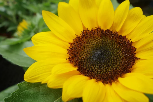 Sunflower in the field — Stock Photo, Image