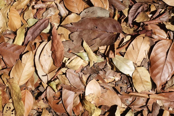 Gedroogde bladeren textuur — Stockfoto