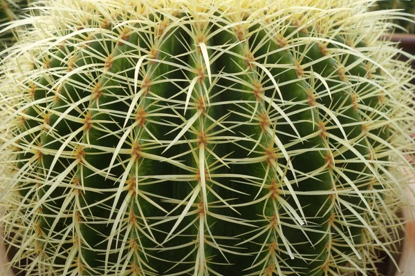 Cactus verde rotondo — Foto Stock