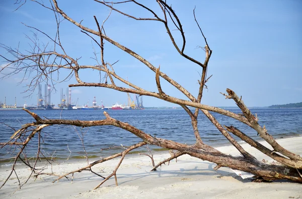 Verwesender Baum liegt am Strand — Stockfoto