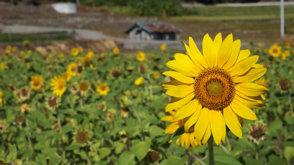 Sonnenblumenfeld mit sonnigem Sommerhimmel — Stockfoto