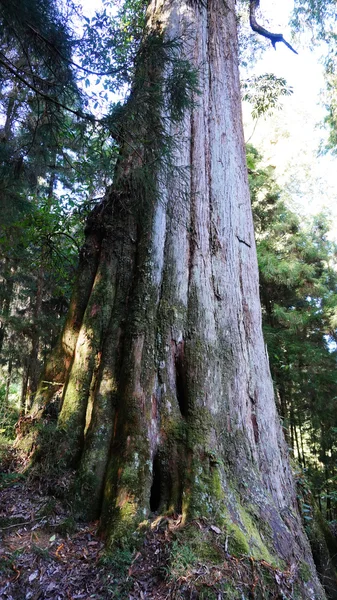 Старий гігантське дерево — стокове фото