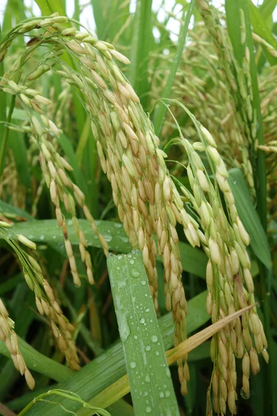 El campo de arroz maduro está listo para la cosecha —  Fotos de Stock