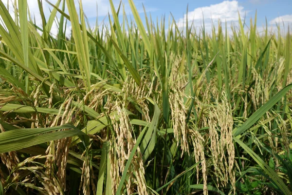 Veld met rijpe paddy — Stockfoto