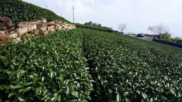 Zielona herbata plantation — Zdjęcie stockowe