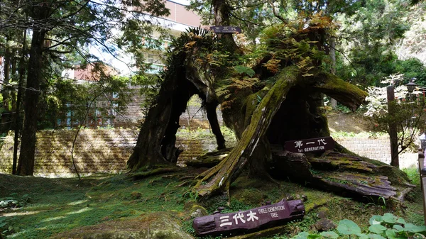 Arbre de trois générations en Alisan — Photo