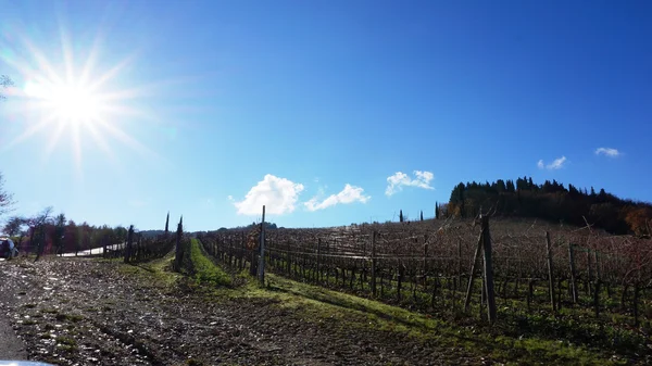 Viñedo en invierno — Foto de Stock