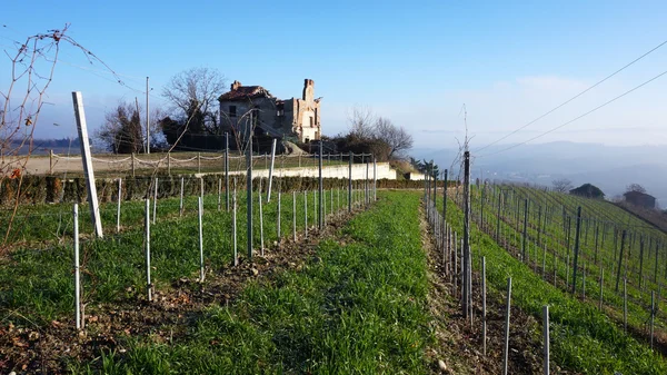 Vingård i Piemonte, Italien — Stockfoto