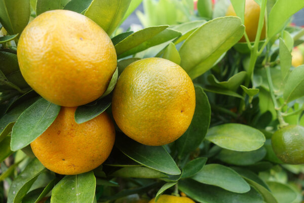 Orange Citrus grow on tree