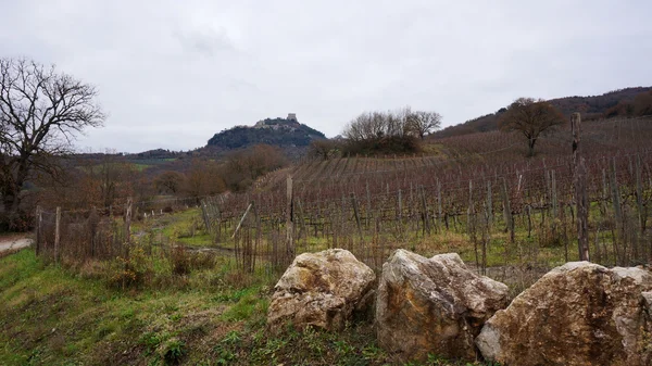 Vingården ligger i Montalcino — Stockfoto