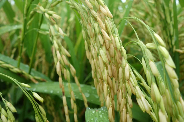 Olgun paddy alan — Stok fotoğraf