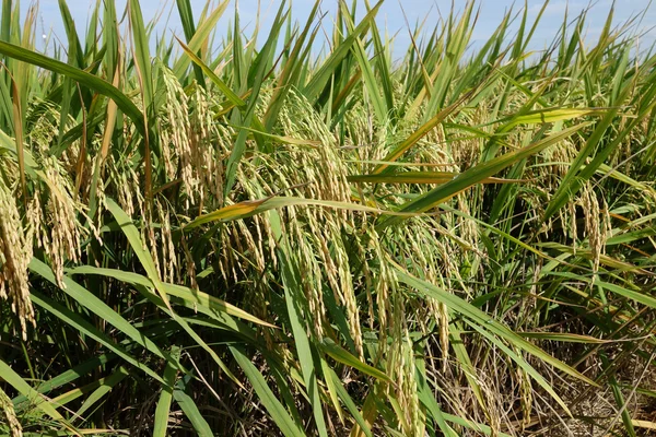 Campo di risaia maturo — Foto Stock