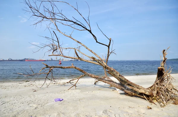 Un arbre tombé et en décomposition posé sur la plage — Photo