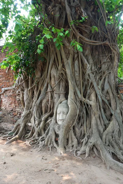 Head of sandstone buddha in tree root — Stock Photo, Image