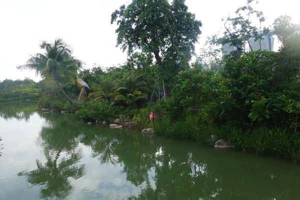 Kokospalmen wachsen entlang des kleinen Flusses — Stockfoto