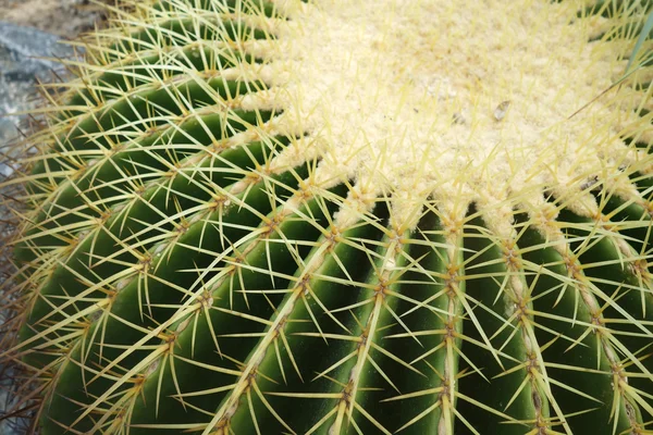 Cactus — Stock Photo, Image