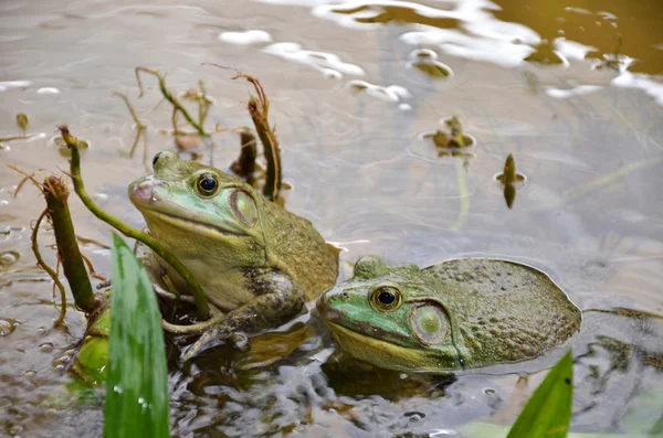 Ranas de toro en una granja de ranas —  Fotos de Stock