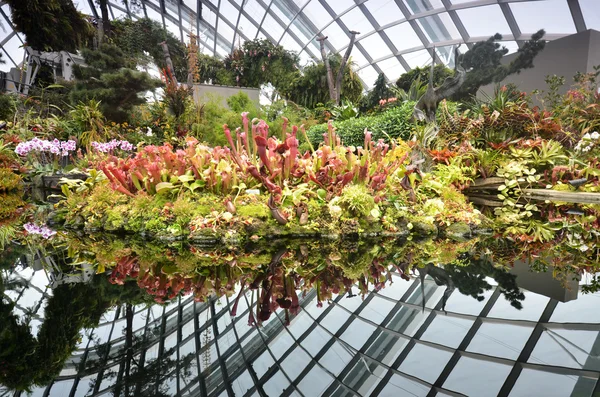 Cloud Forest at Gardens by the Bay in Singapore — Stock Photo, Image