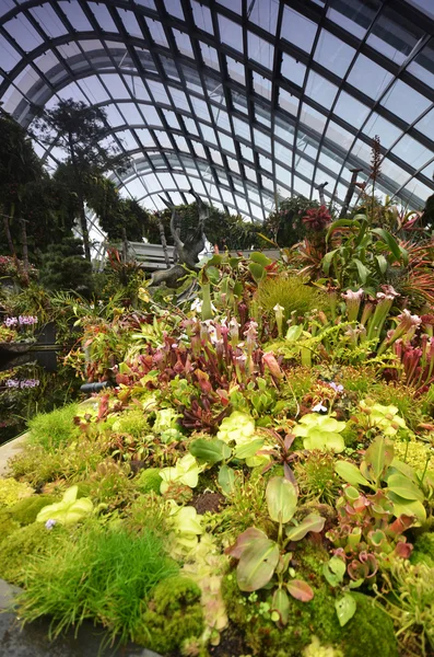 Cloud Forest at Gardens by the Bay in Singapore — Stock Photo, Image