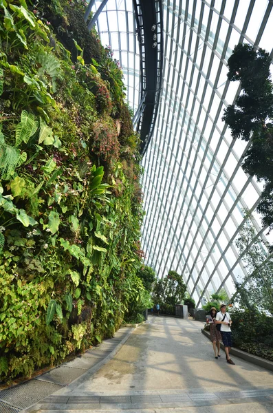 Forêt nuageuse à Gardens by the Bay — Photo