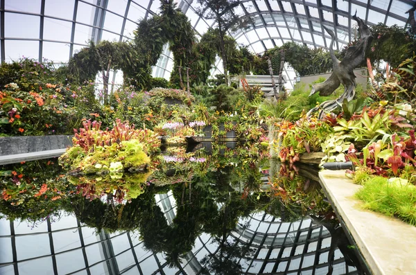 Vue de la forêt nuageuse aux jardins près de la baie — Photo