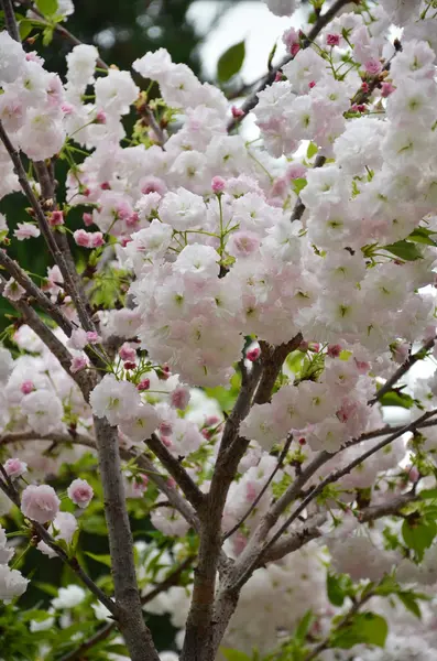 Sakura fiore di ciliegio — Foto Stock