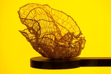 Coral displayed with yellow background