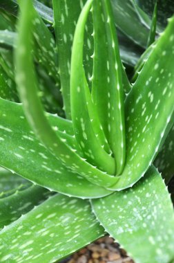 aloe vera