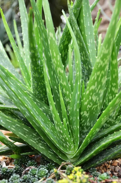 Aloe vera — Foto Stock